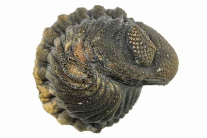 Wide Enrolled Morocops Trilobite - Morocco #296595